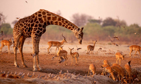 kenya6