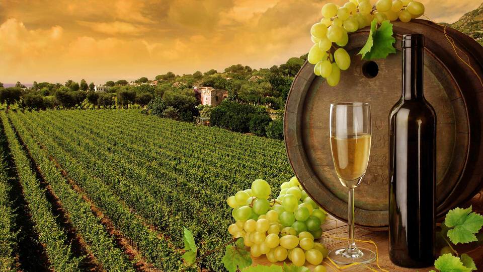 Vineyard-(Toscana)