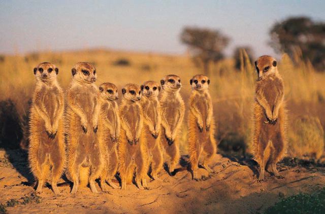 vacanta-botswana (5)