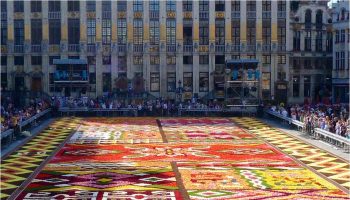 brussels flower carpet 2012 20