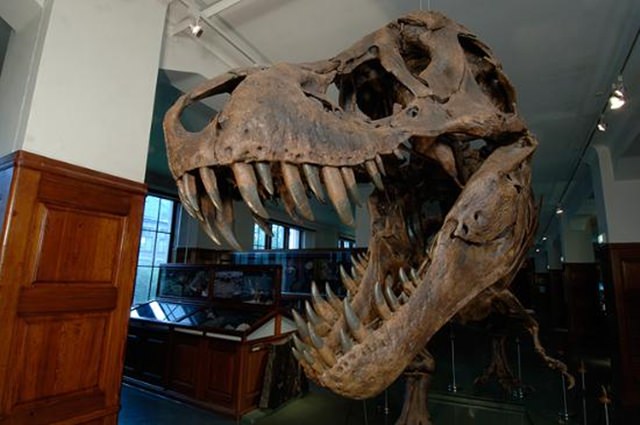 muzeul-istorie-naturala-oslo (1)