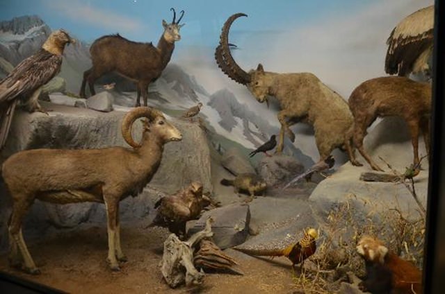 muzeul-istorie-naturala-oslo (6)