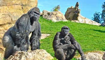 bioparc-valencia (6)