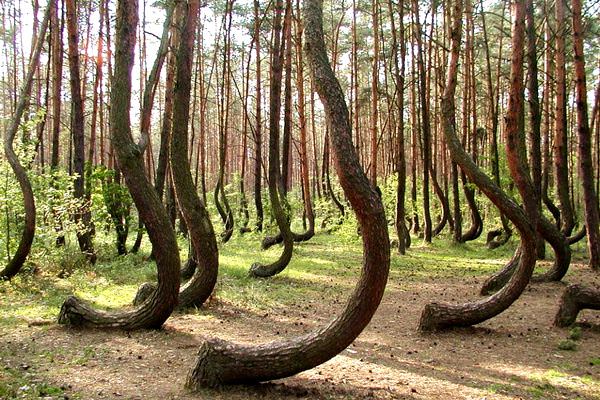 crookedforestgryfinopoland3