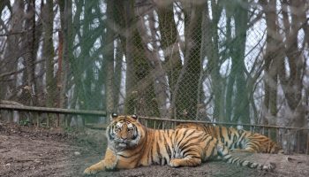 ZooTargu-Mures