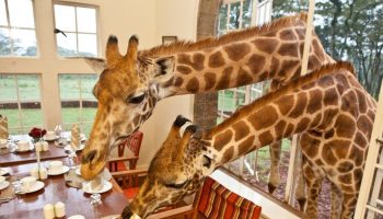 giraffe manor