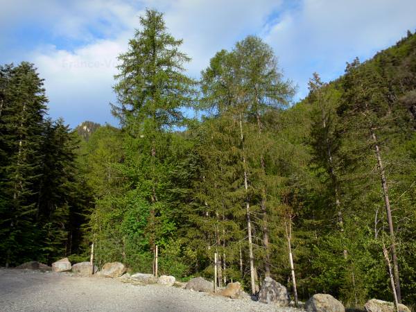 foret-boscodon-15729_w600