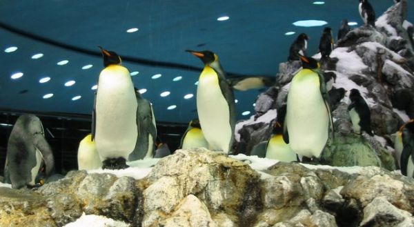 loroparque2
