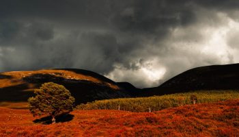 caringorm