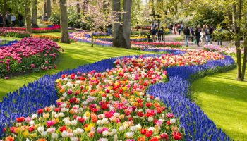 olanda-keukenhof