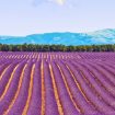 Plateau-Valensole