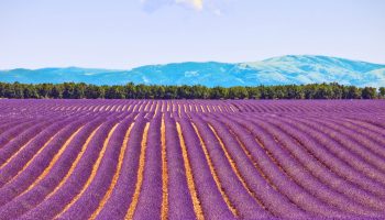 Plateau-Valensole