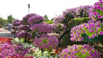 AlAinGarden3