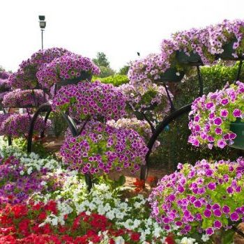 AlAinGarden3