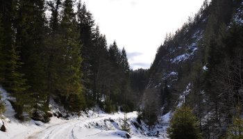 Valea-Narujei