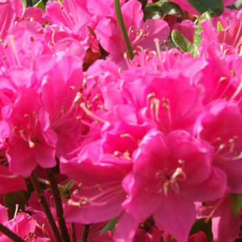 cropped-bujor2.jpg