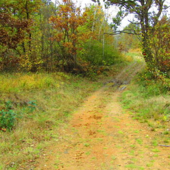cropped-Rezervatia-Suvara-Sasilor-4.jpg